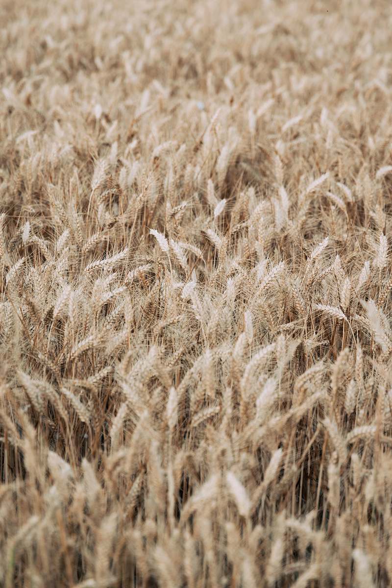 food brown wheat field grain
