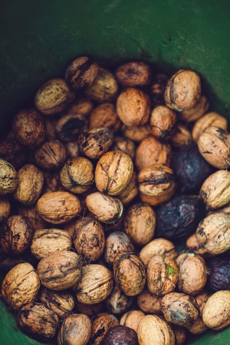 nut chestnuts in green bucket walnut