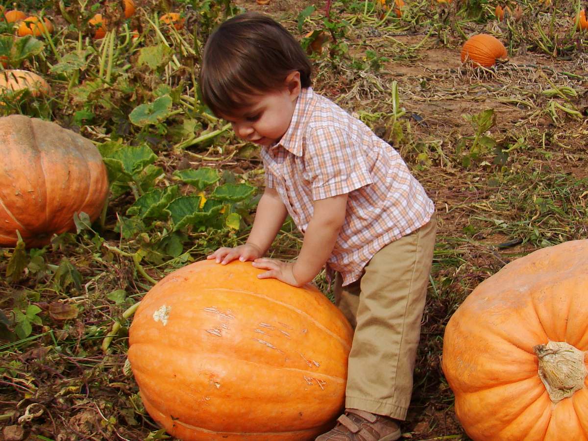 human child wearing brown pants holding orange pumpkin person