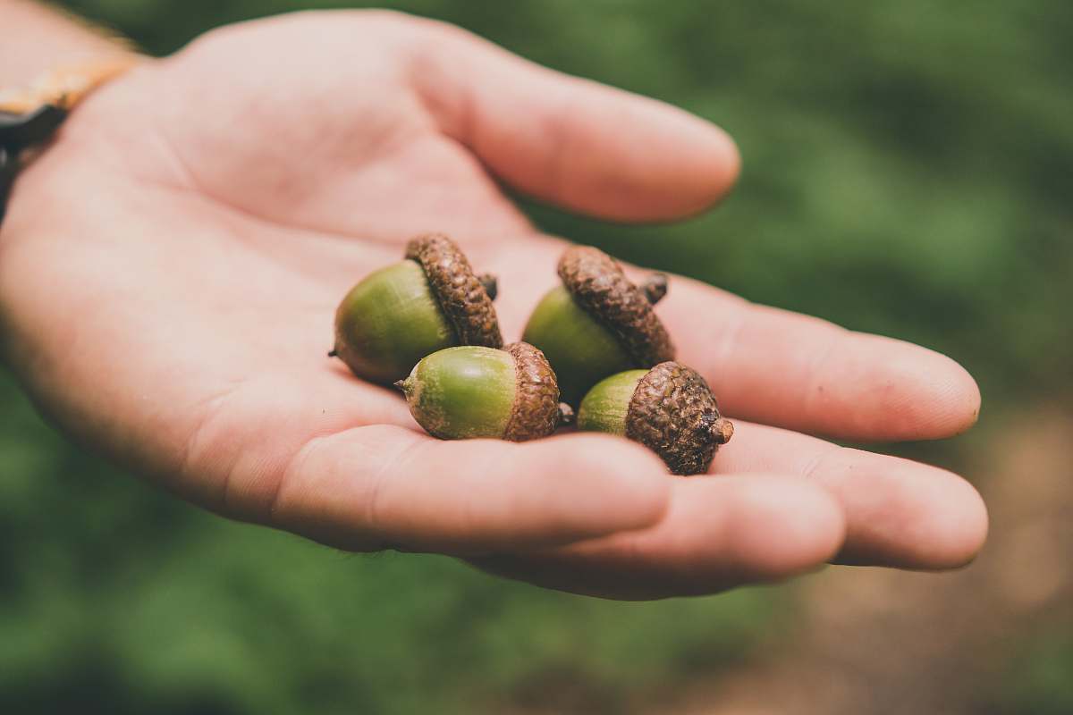 food four green walnuts on right palm person