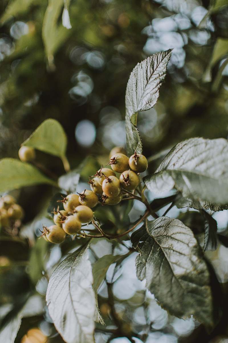 food green and brown leaf plant fruit