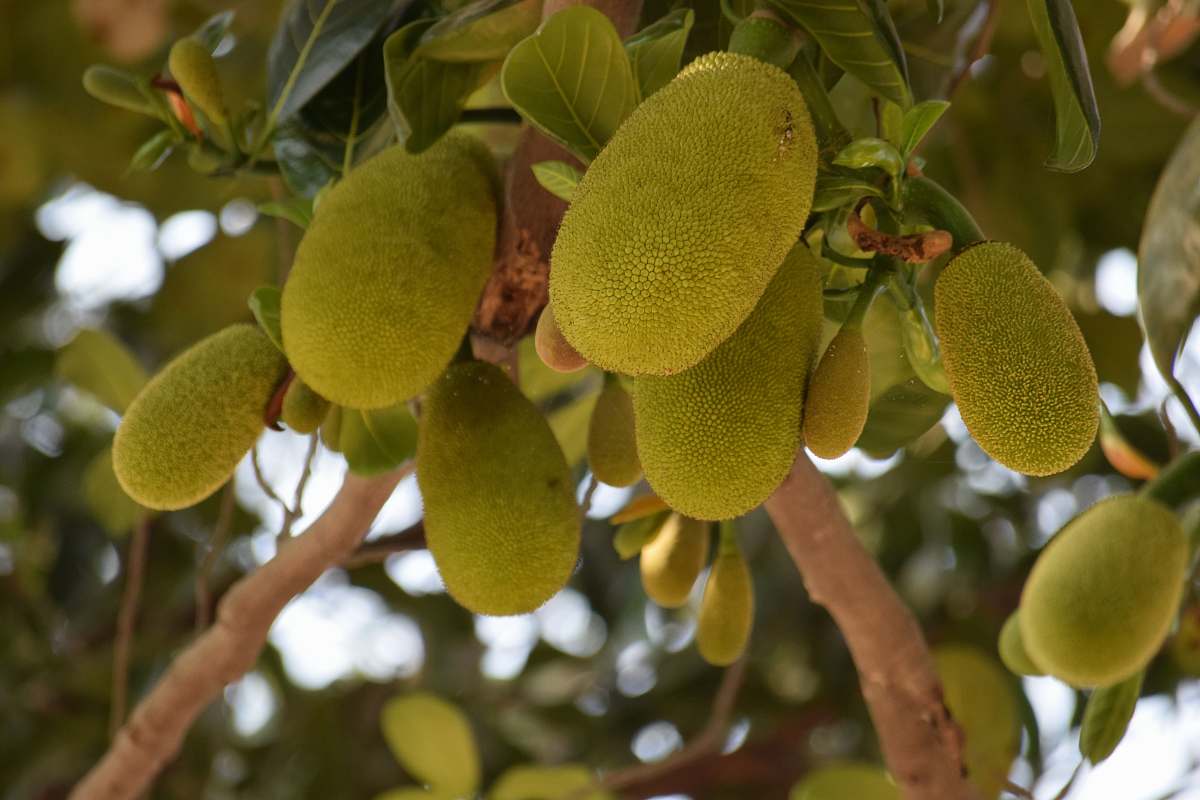 food green jackfruit produce