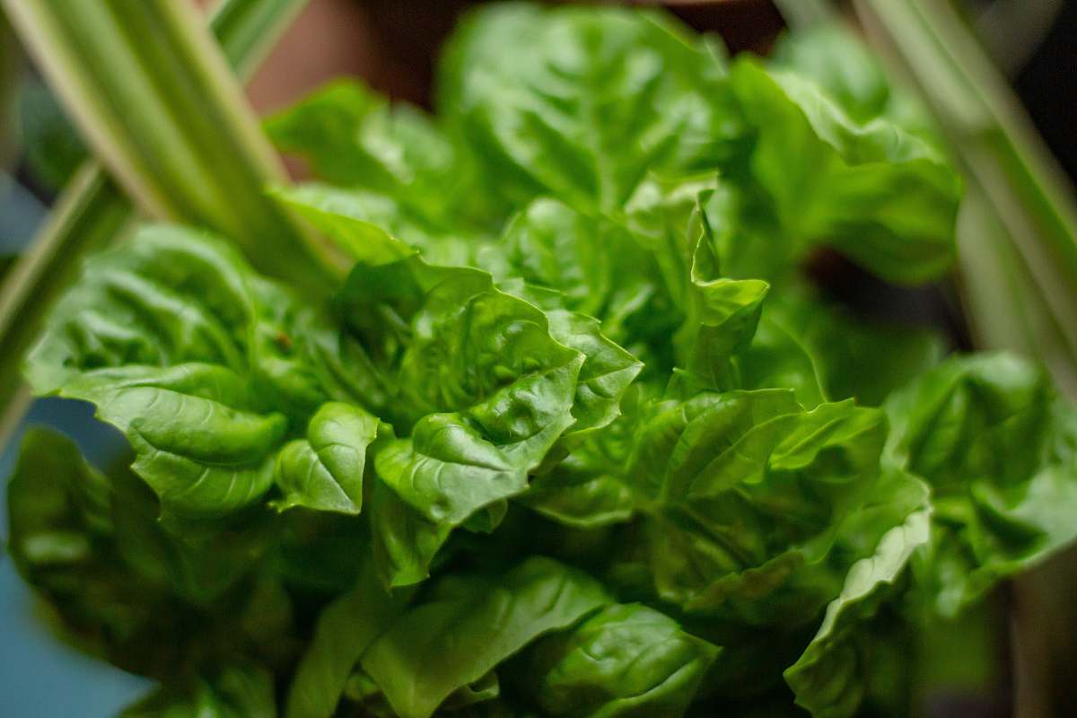 food green leaf spinach