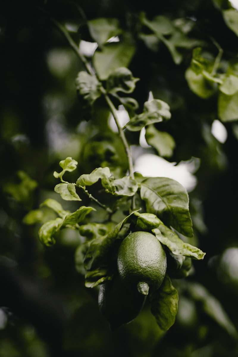 fruit green lime fruits lime