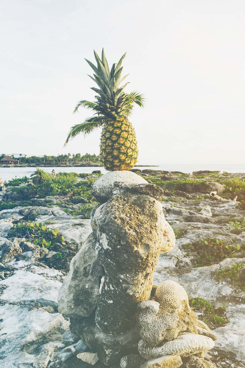 pineapple green pineapple fruit