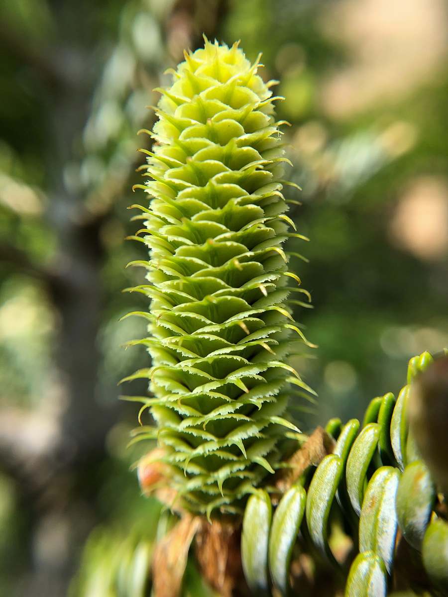 food green plant tree