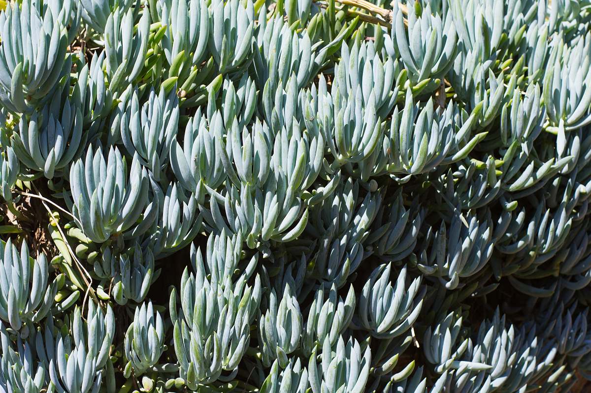 bush green plants vegetation
