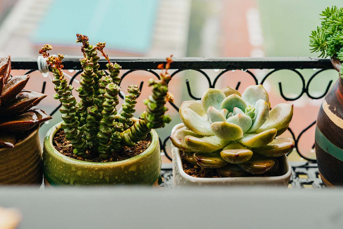 fruit green potted plants pineapple