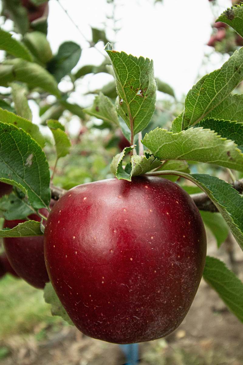 food honeycrisp apple fruits apple