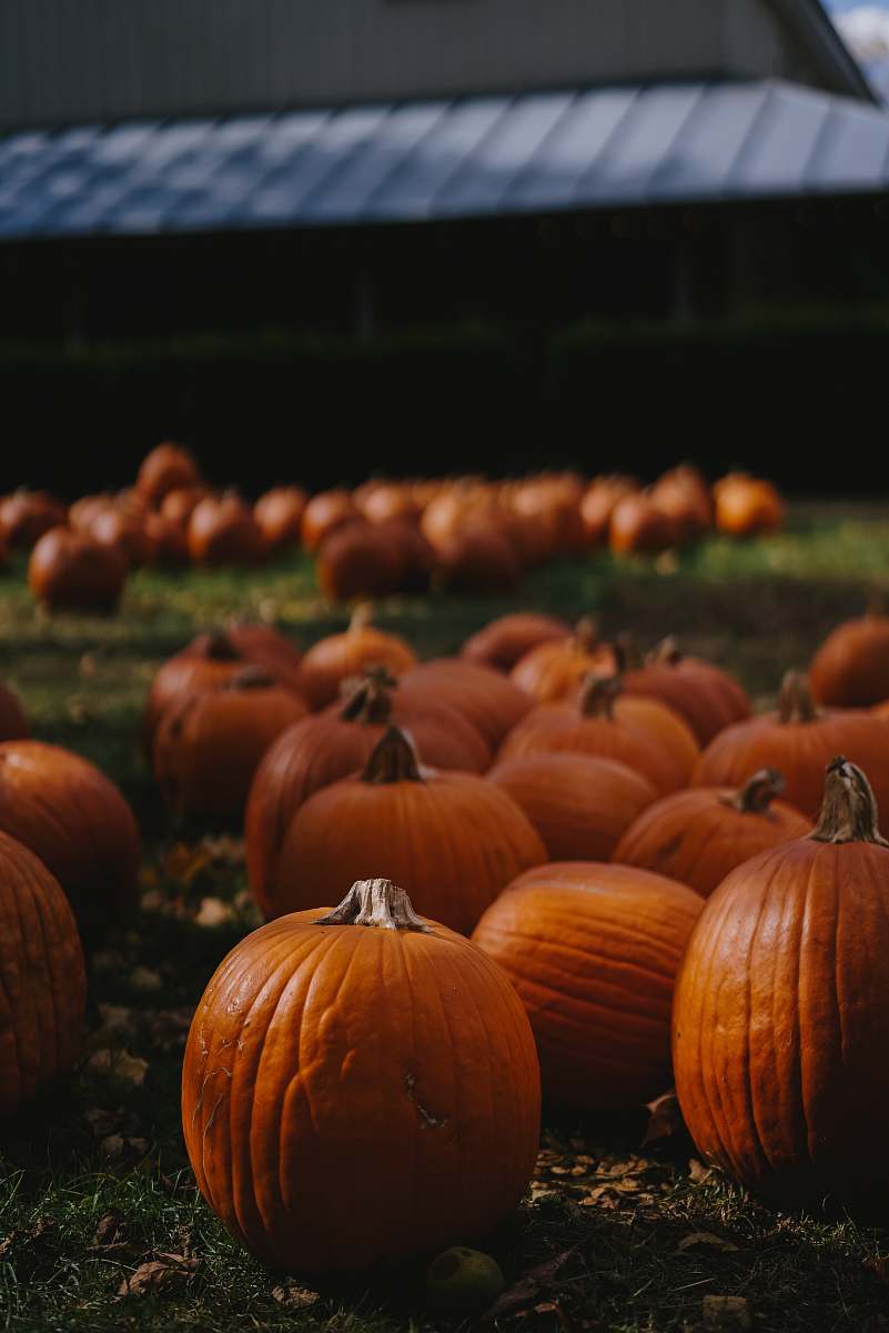 vegetable orange pumpkins pumpkin