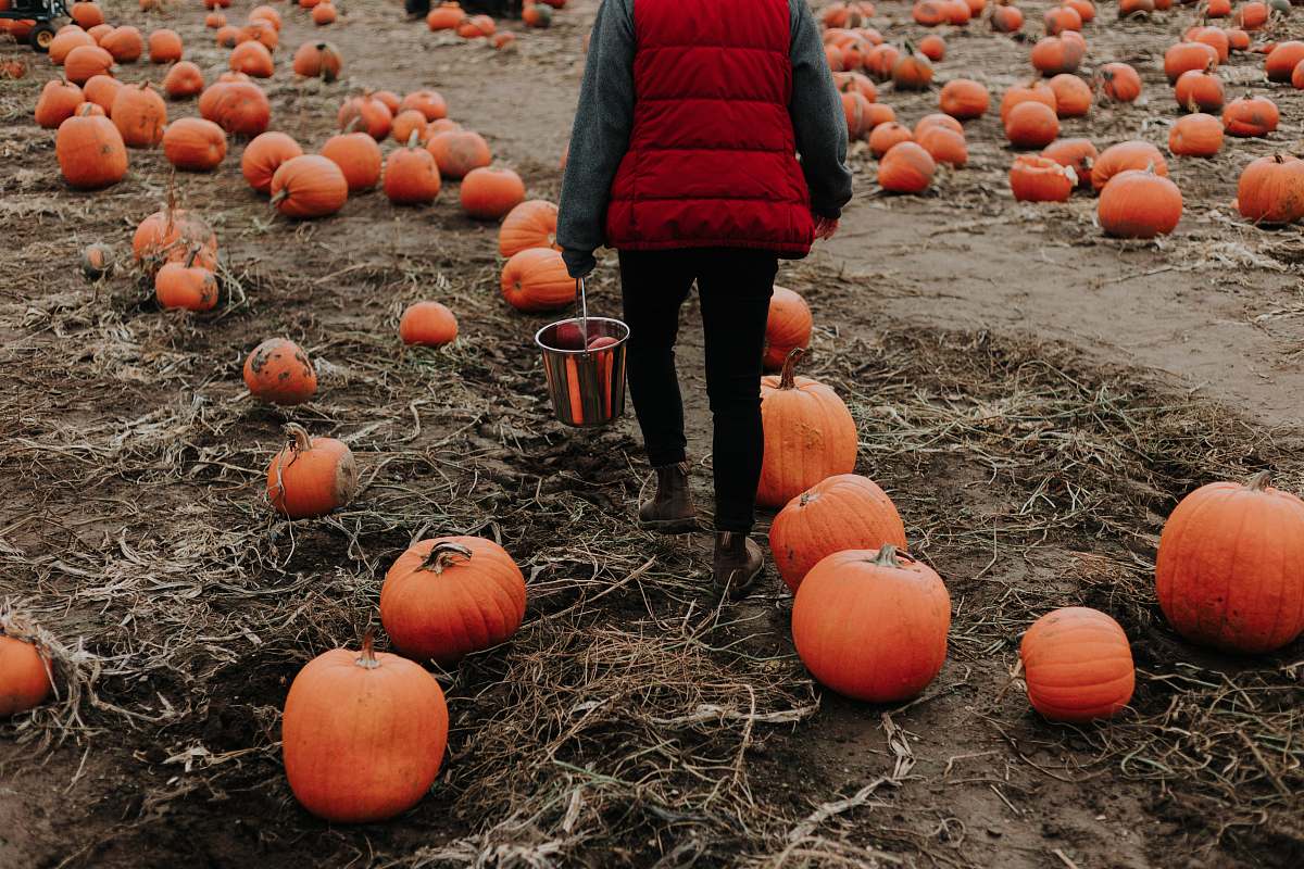 human person surrounded with orange pumpkins person