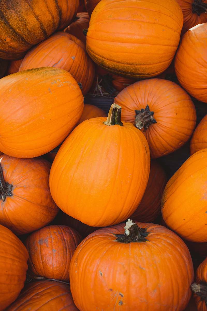 orange pile of orange pumpkin pumpkin