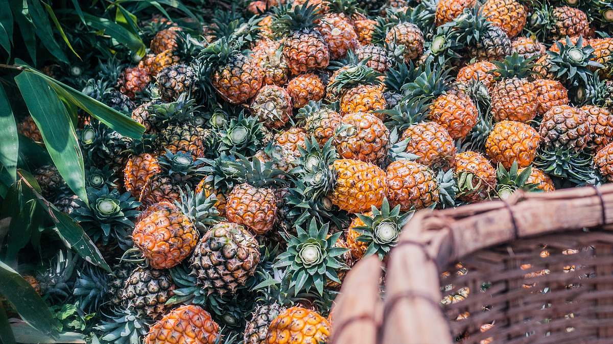 food pineapple fruit lot during daytime fruit