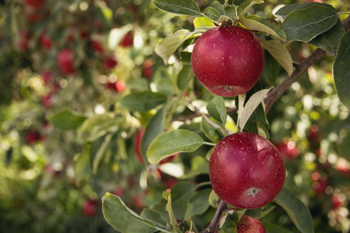 fruit round red fruit apple