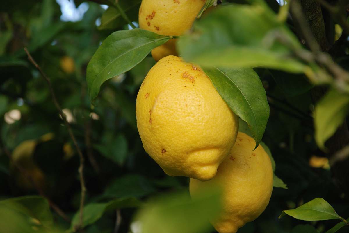fruit selective focus photo of citrus fruits citrus fruit