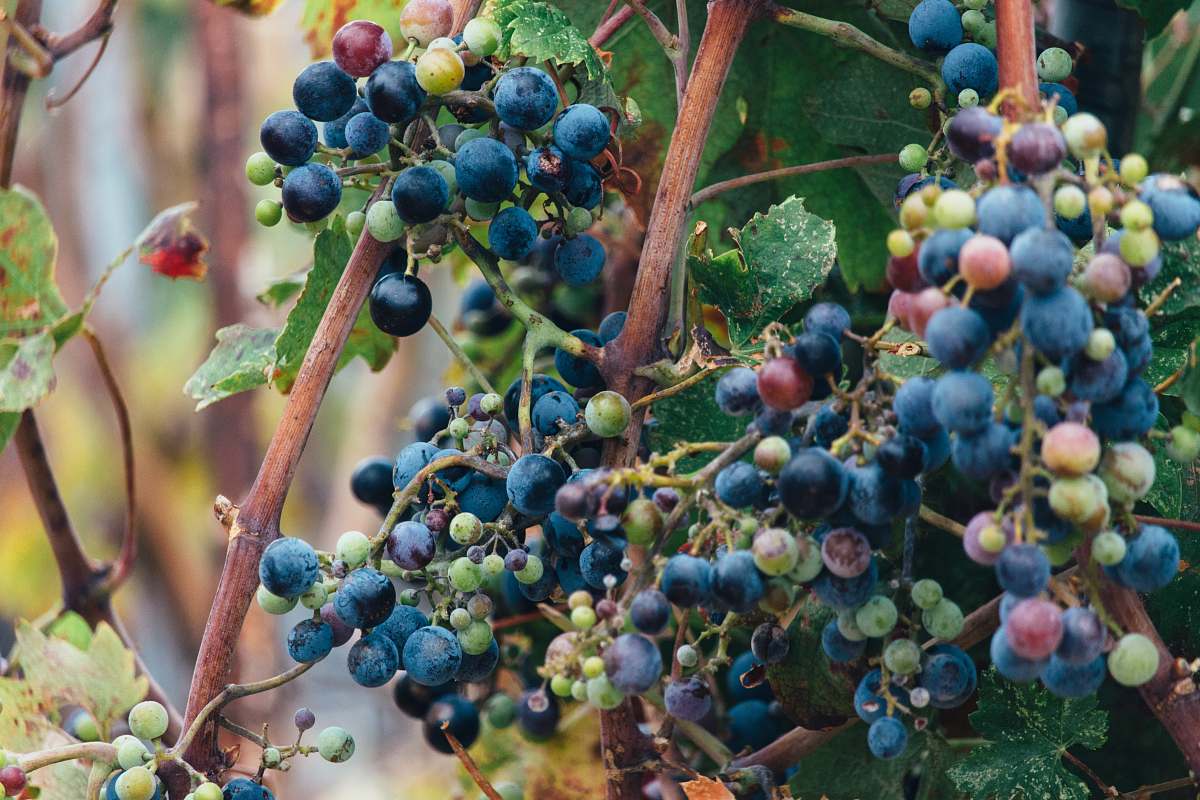 food selective focus photo of grapes blueberry