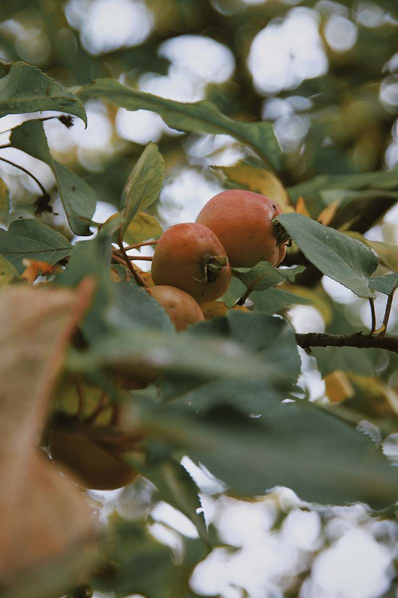 food shallow focus photo of brown fruits produce