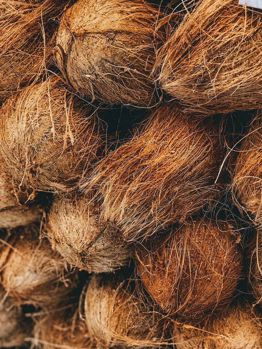 vegetable shallow focus photo of coconut shells nut
