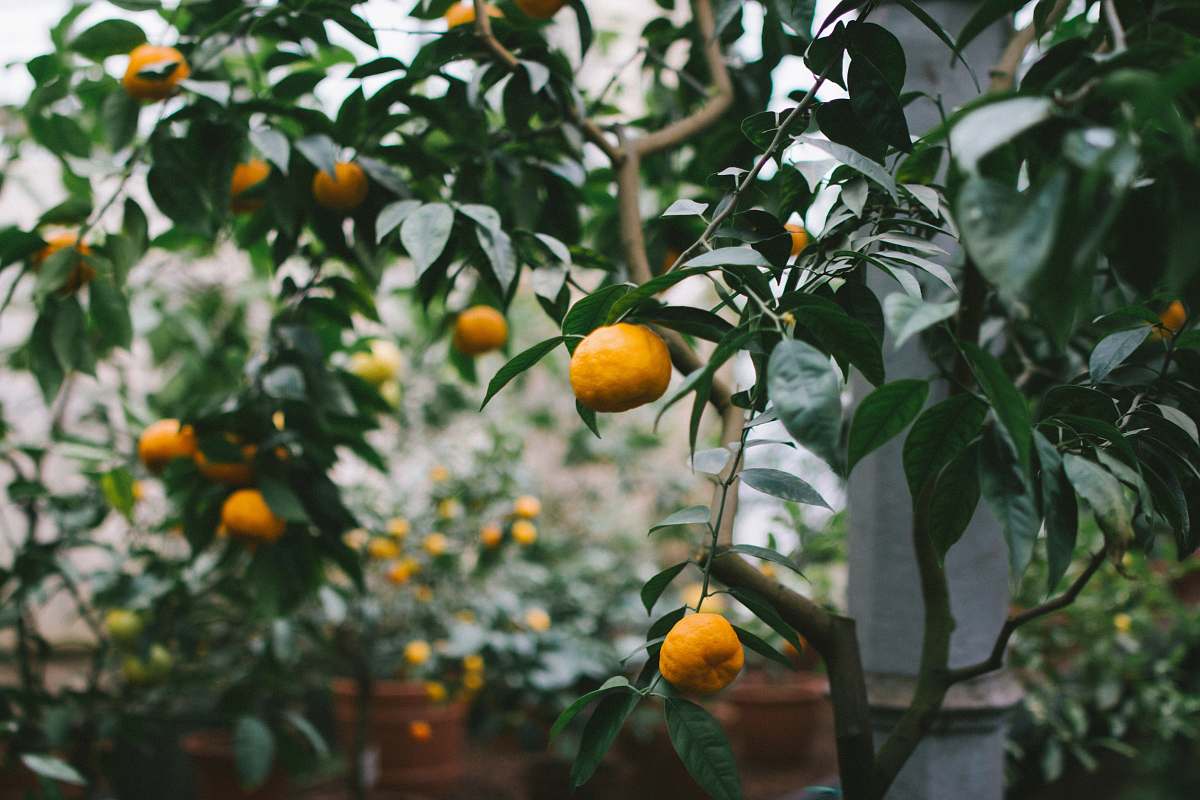 fruit shallow focus photography of orange fruits produce