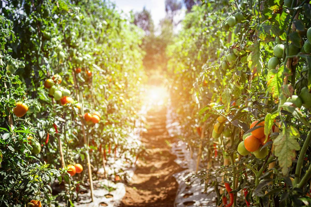 food tomatoes in line at daytime produce