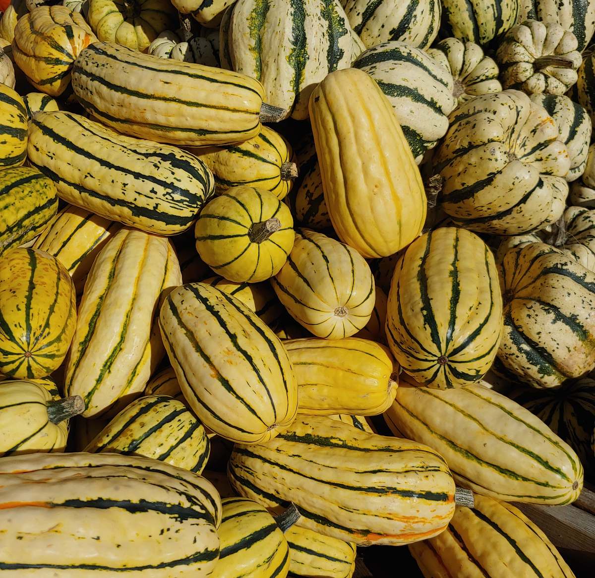 food yellow squash lot banana