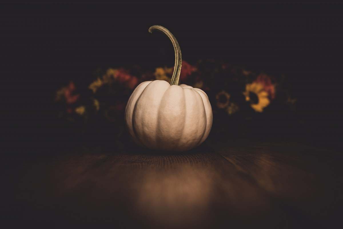plant white pumpkin vegetable