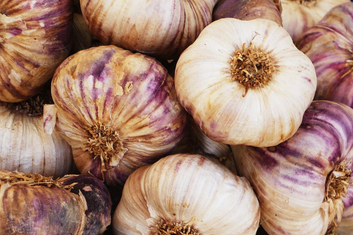 food bulb of garlics garlic