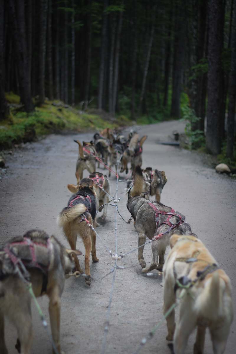 animal dog walking on road flora