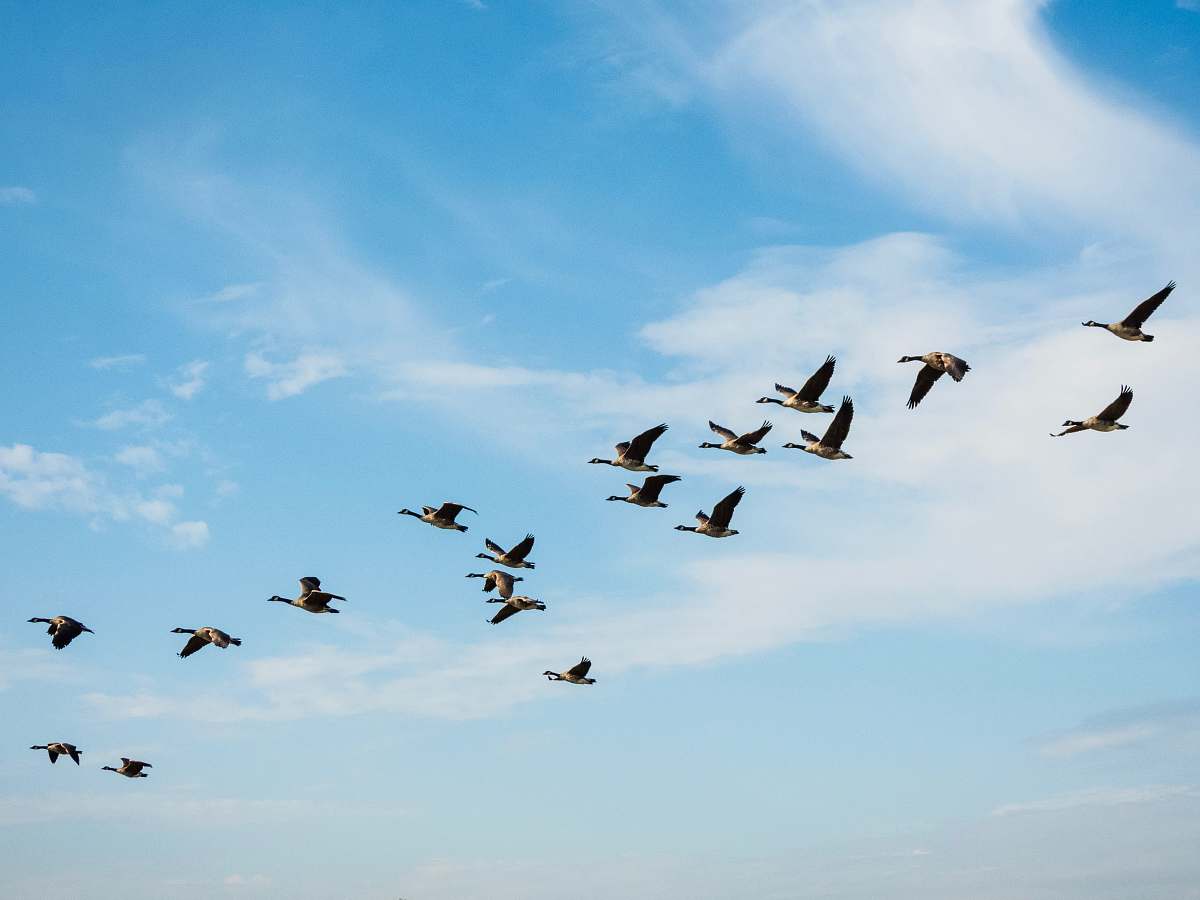 bird birds flying during day flock