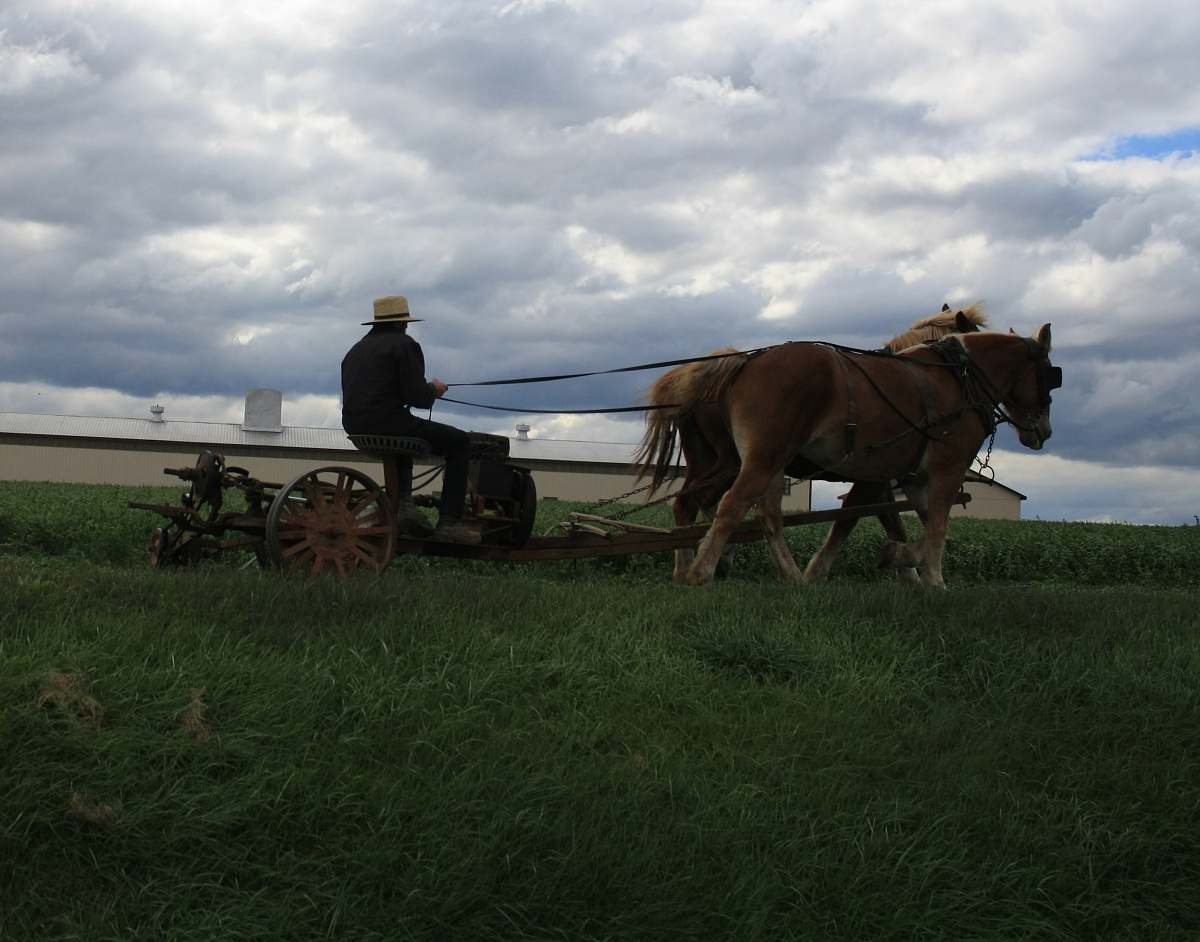 horse brown horses under clouds during daytime mammal