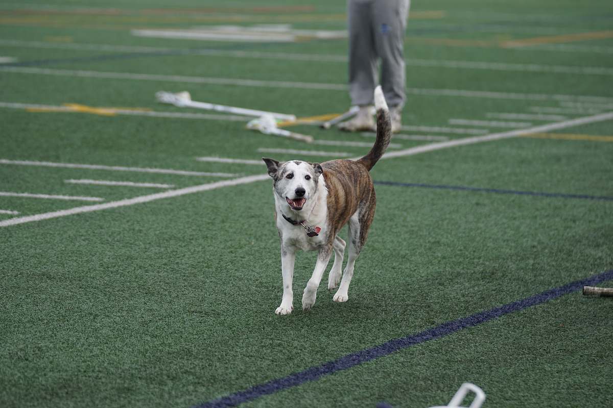 canine shallow focus photo of brown and white dog walking on football field dog