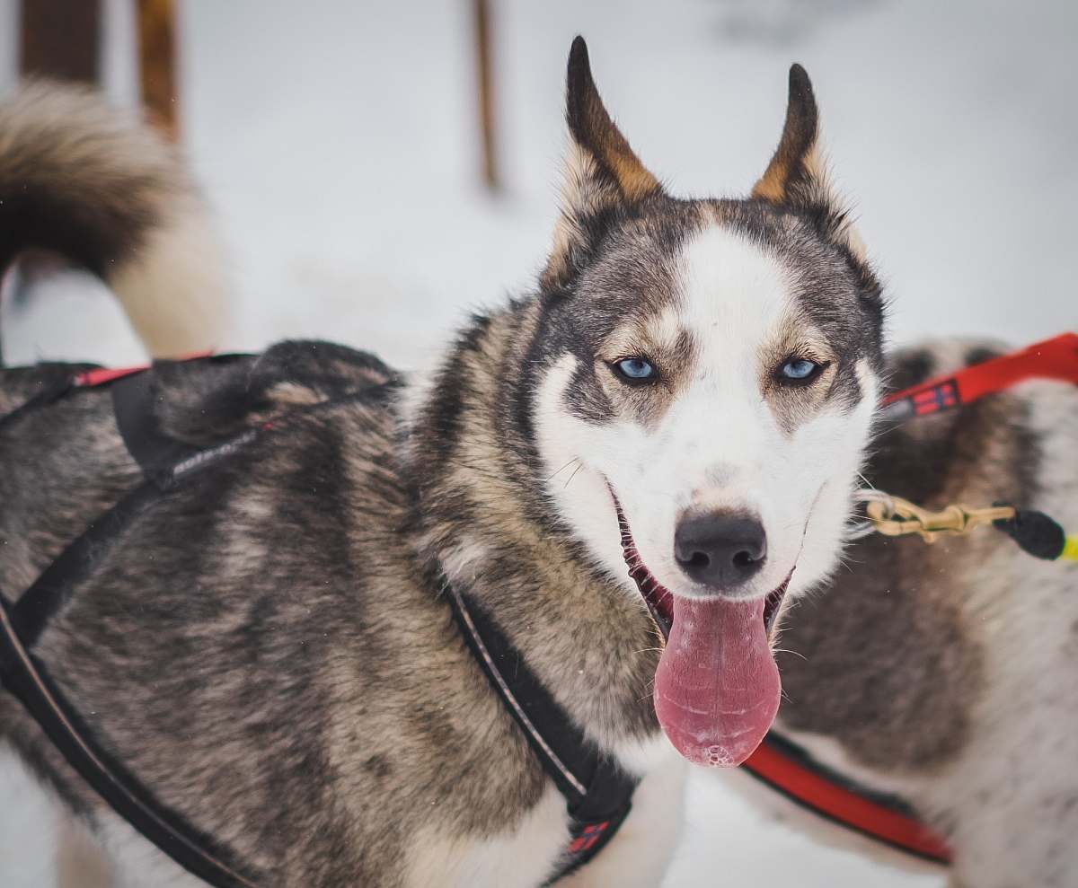 husky Siberian husky dog dog