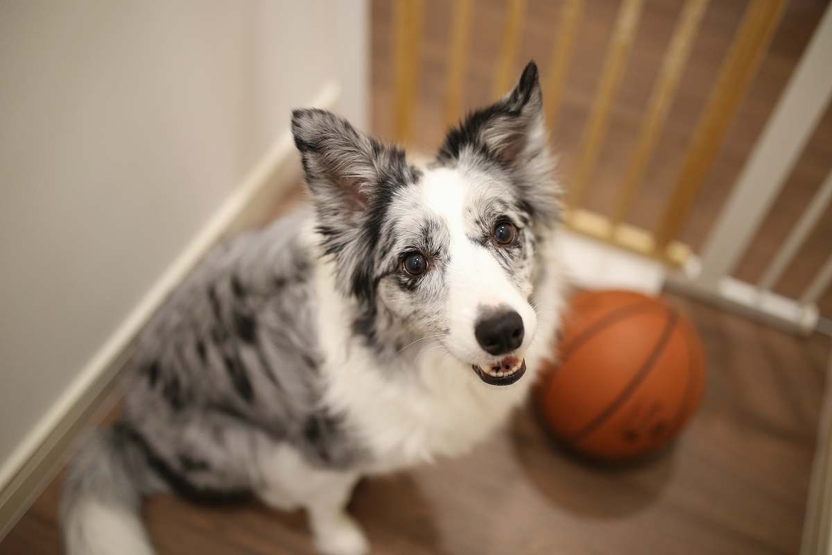 canine white and black dog sitting on floor beside baskteball ball dog