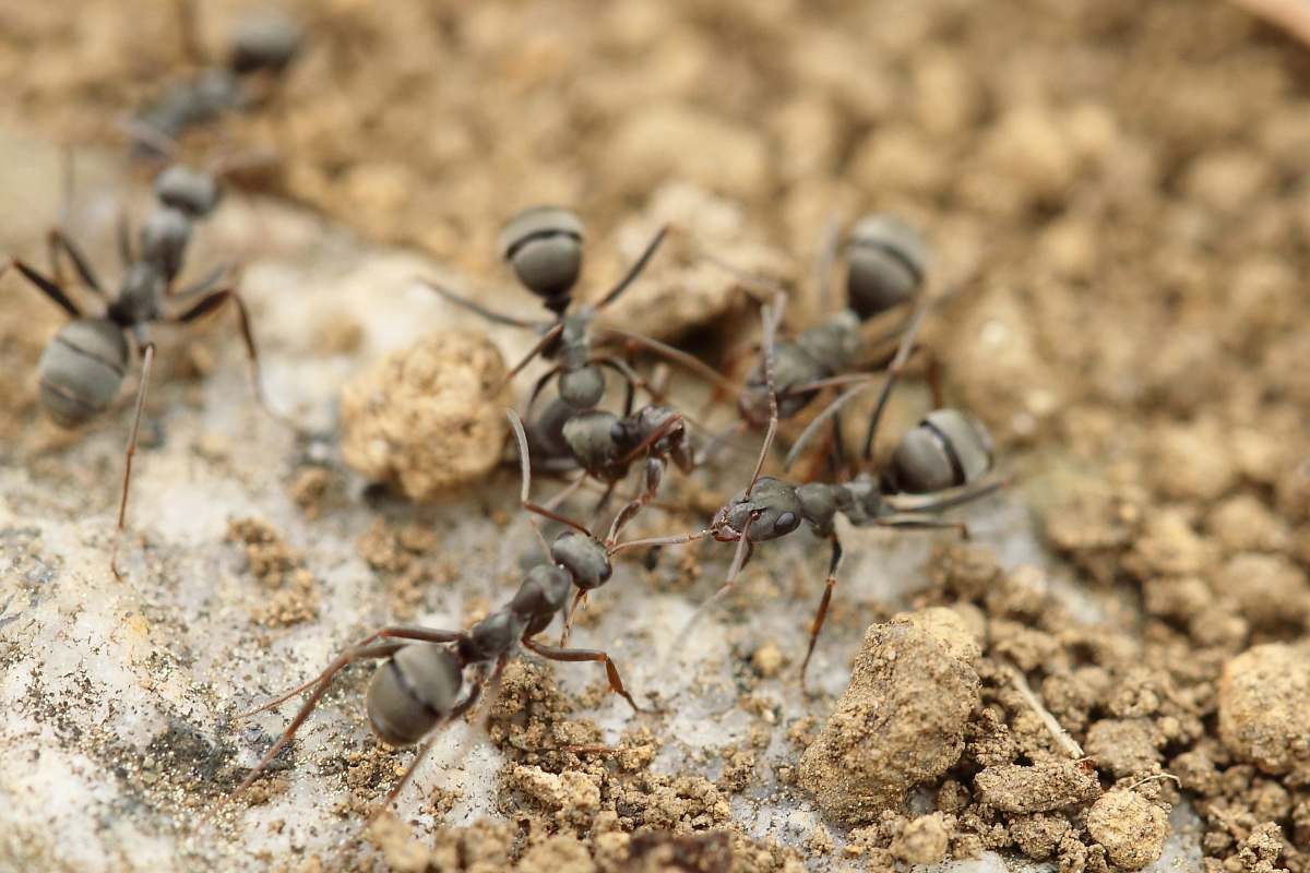 insect four gray ants animal