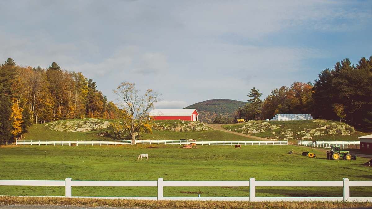 building horse standing on green lawn near white fence field
