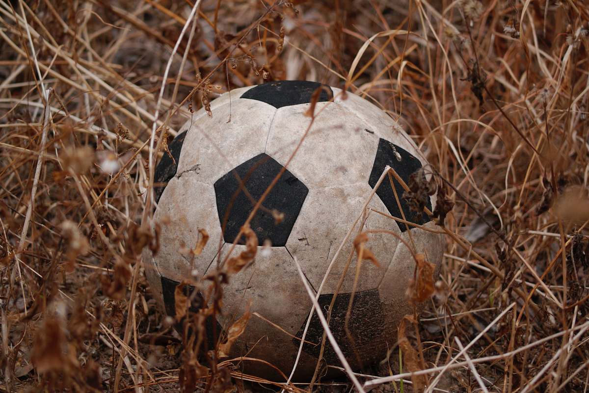 animal black and white soccer ball in brown field reptile