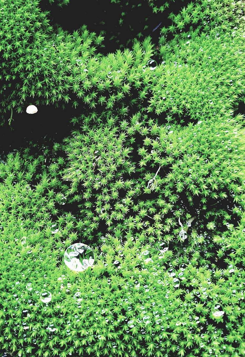 vegetation green-leafed tree plant