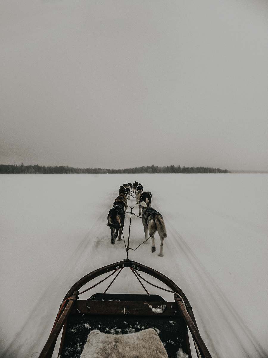 animal group of dogs and a sleigh canine