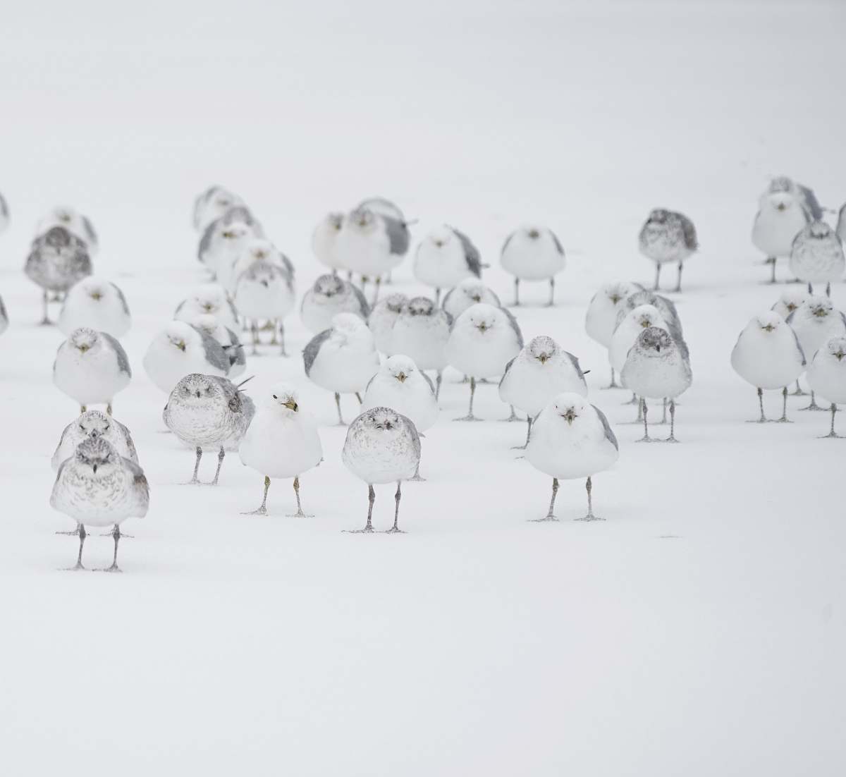 white white birds on white flooring bird
