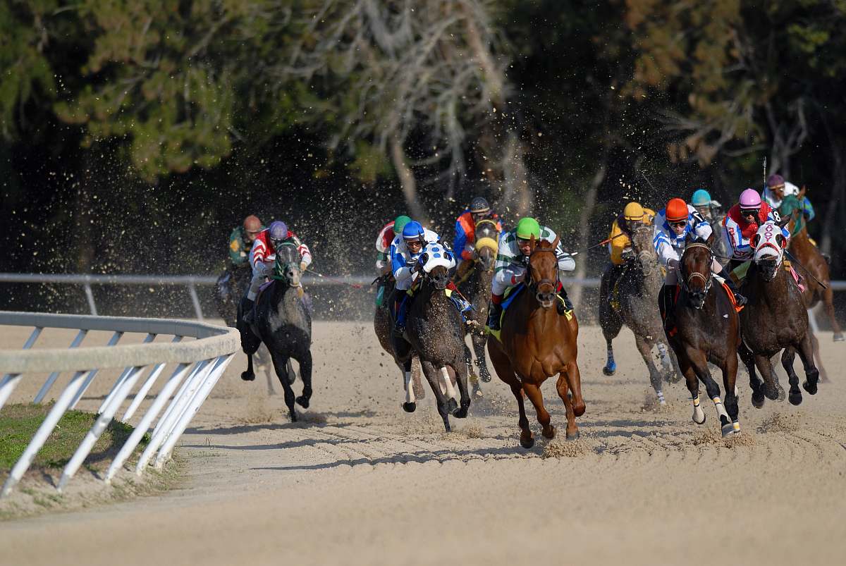 mammal shallow focus photography of horse race animal