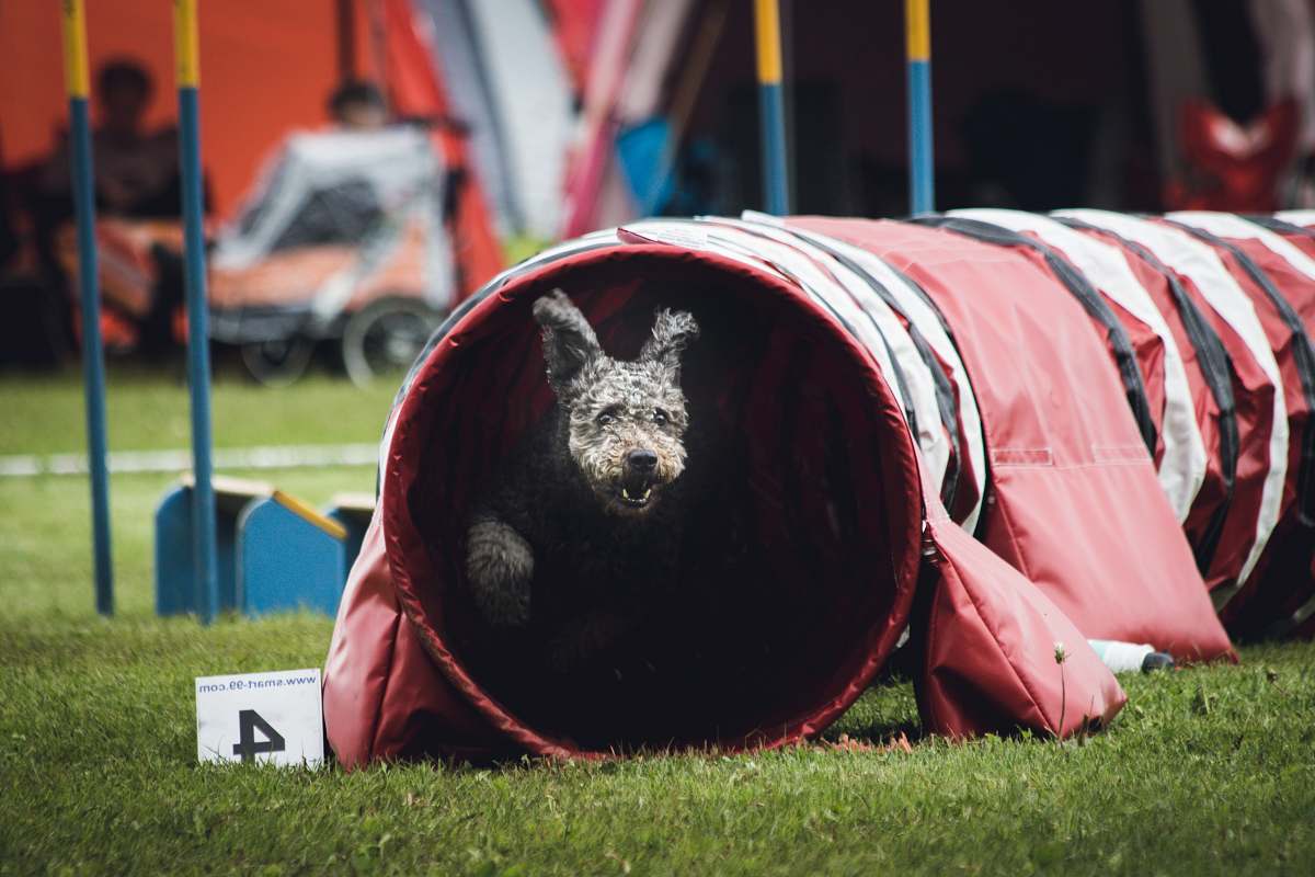 people dog on play tunnel baseball