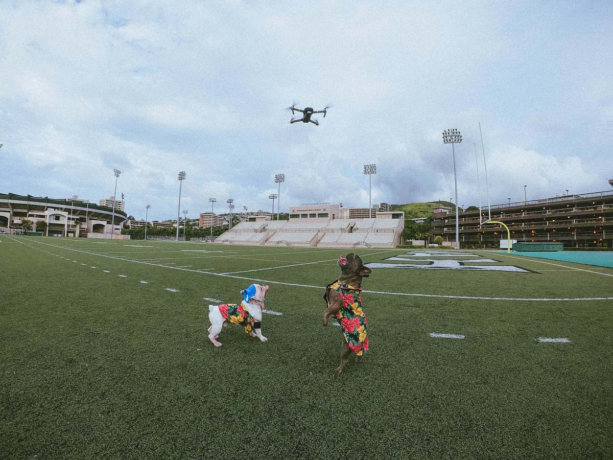 people several dogs playing with drone field