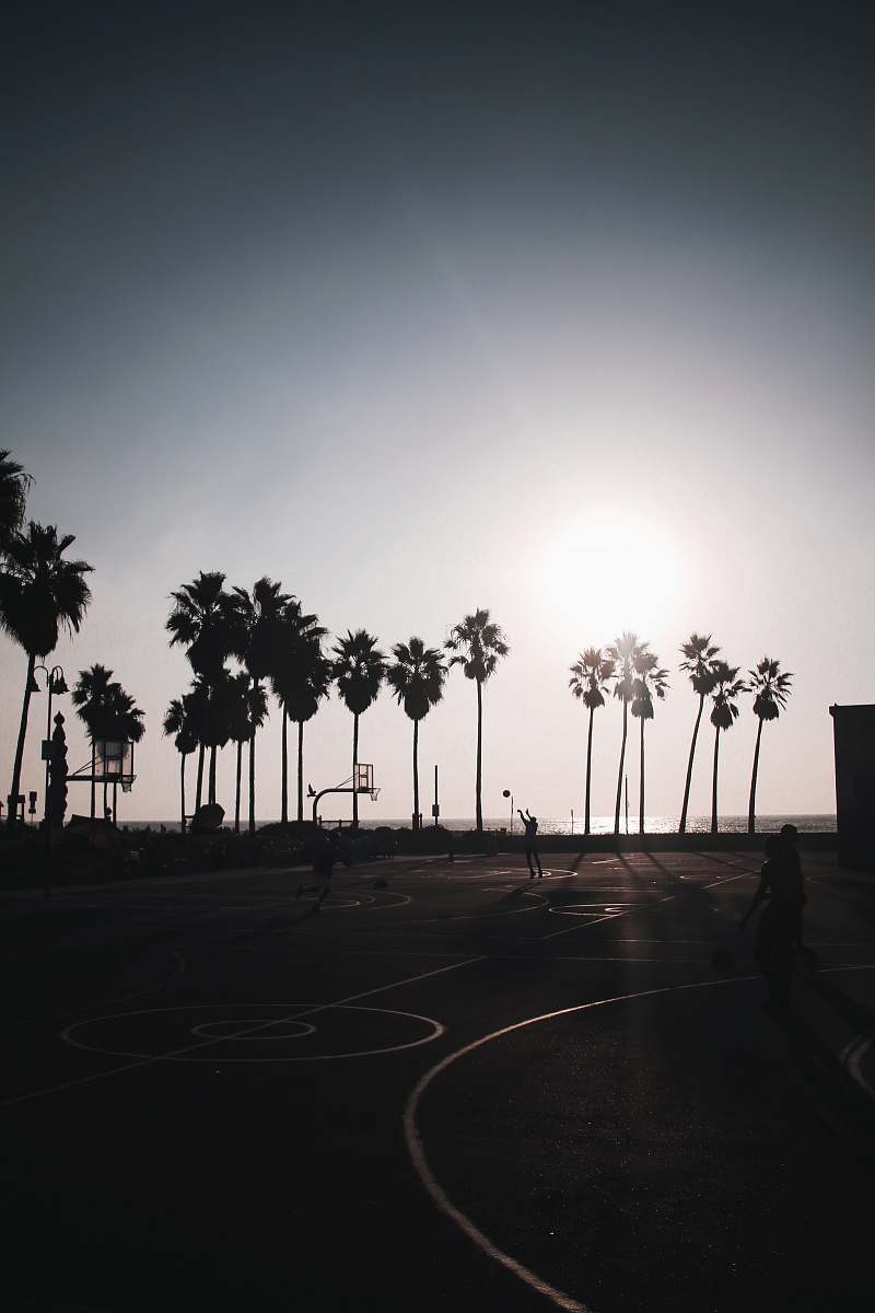 sport silhouette of trees basketball
