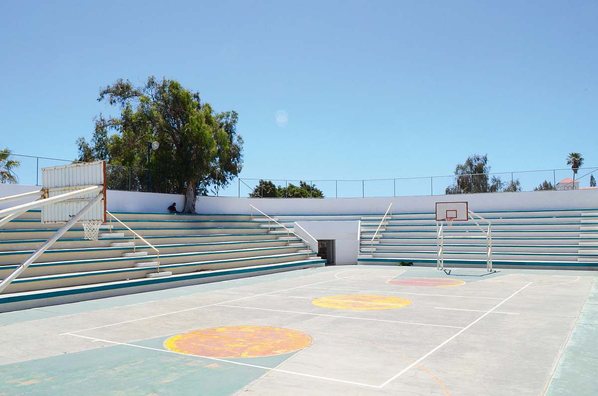 sport trees near arena building