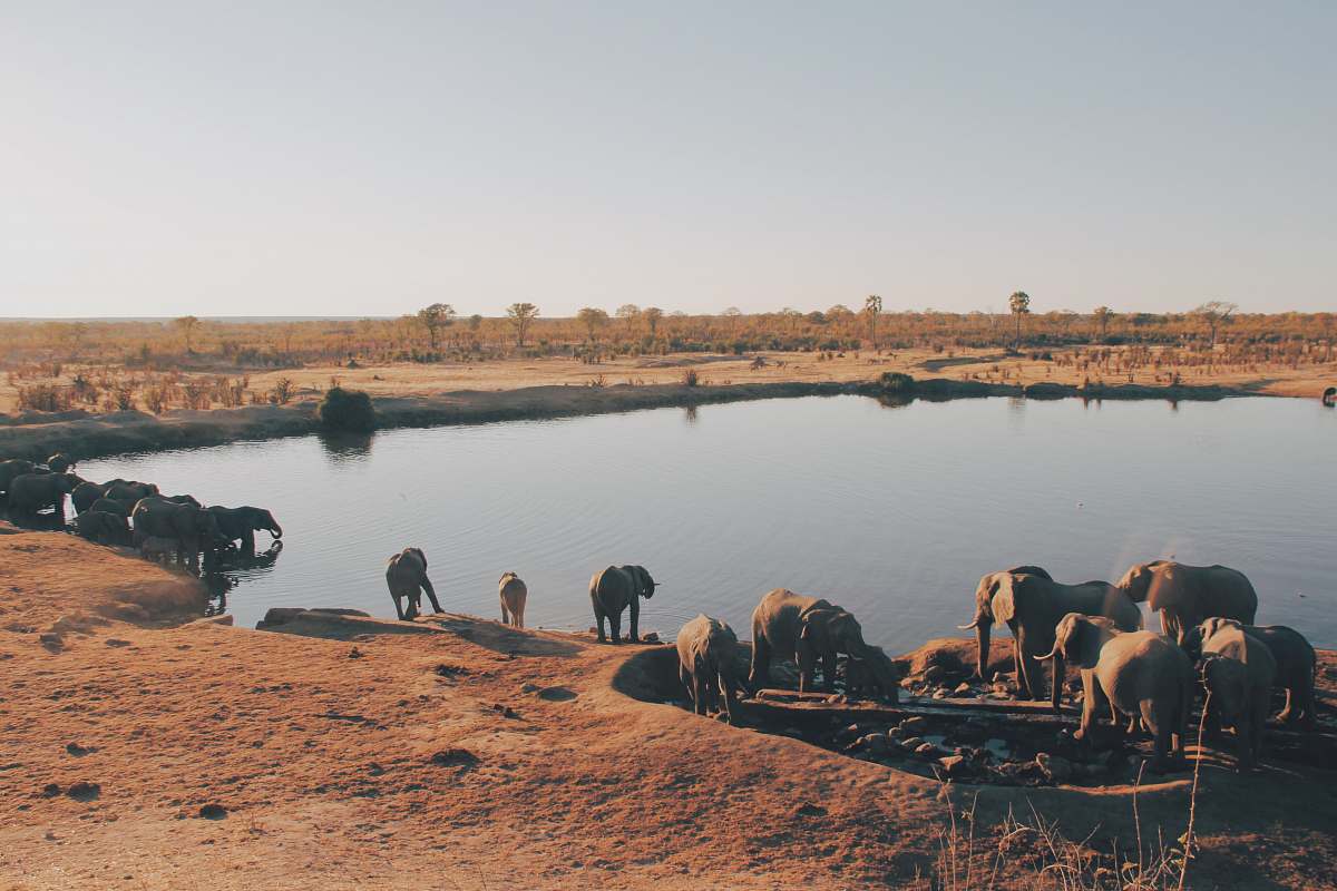 zimbabwe herd of elephant drinking water from lake africa