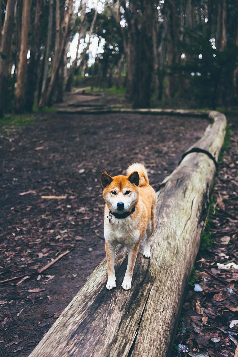  brown and white dog on brown log path in the middle of forest 