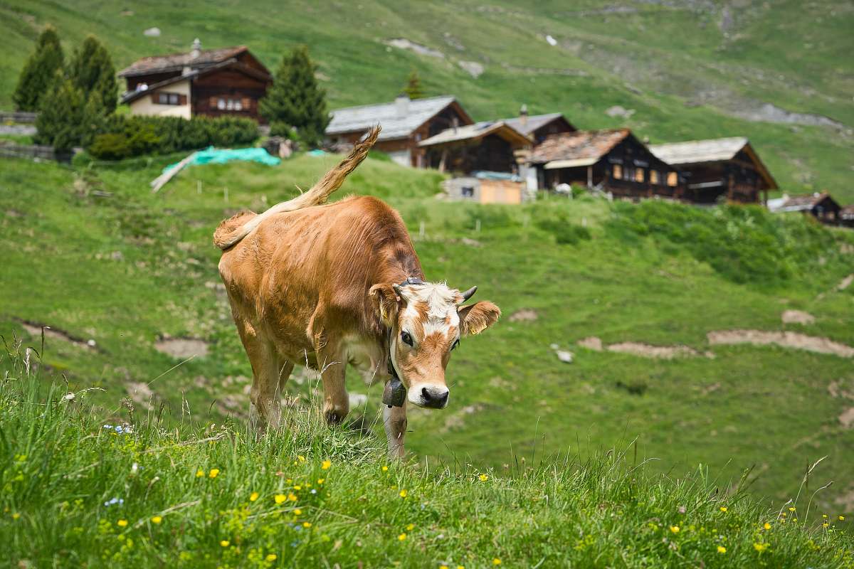  brown cattle on hill 