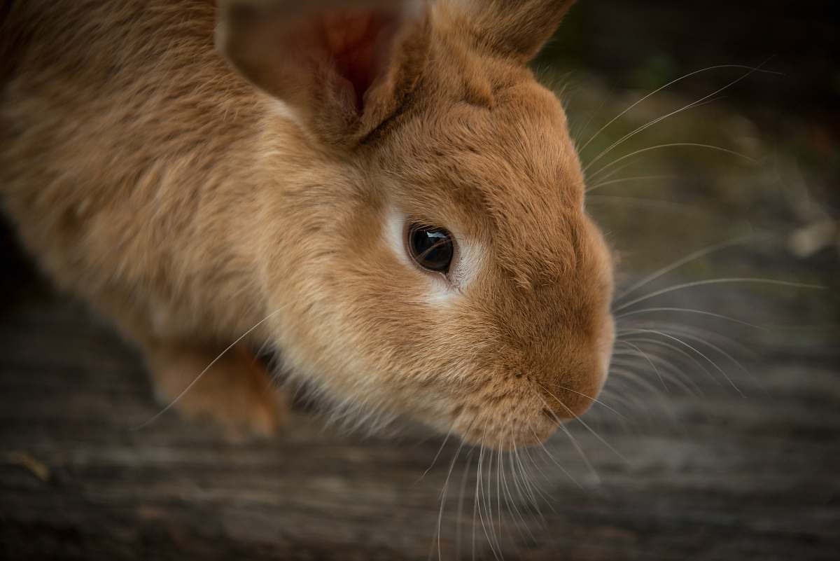  brown rabbit in shallow focus 