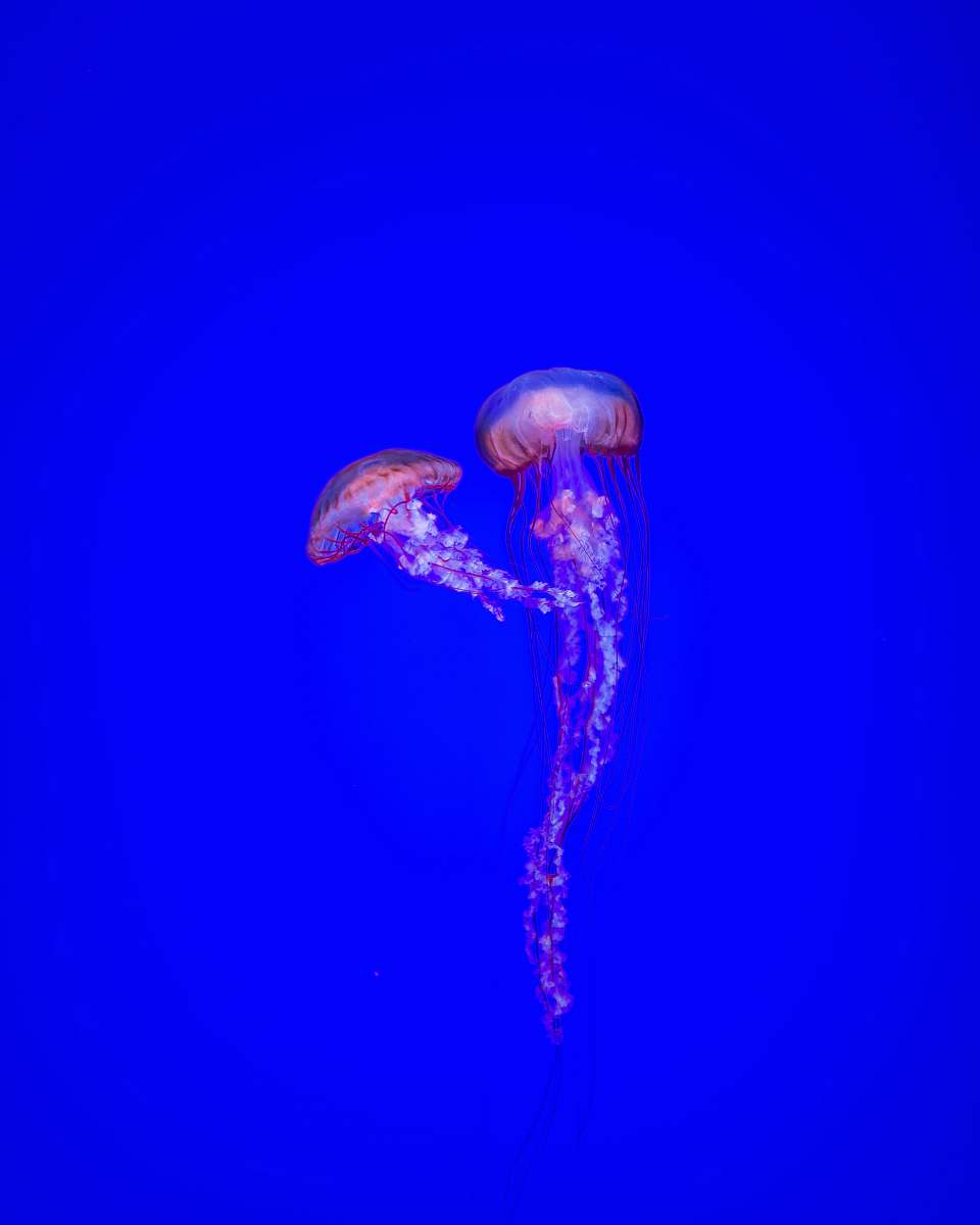  two jelly fishes 