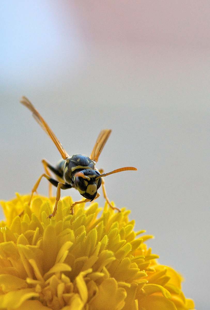 insect macro photography of black and yellow bee on yellow flower bee